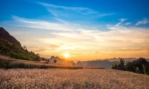 Thời điểm nào đẹp để lên Hà Giang ngắm tam giác mạch? Thời điểm nào đẹp để lên Hà Giang ngắm tam giác mạch?