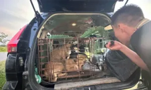 Trộm chó trong 15 giây Trộm chó trong 15 giây